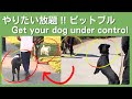興奮、引っ張り、飛び付き、噛む、無視、突進、ピットブルのメールセッション。