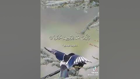 تلاوة خاشعه مبكية #تلاوات #قرآن #موثر #دينيه #مستجاب #اليمن #السعودية #دعاء #عثمان_الخميس #فرصه