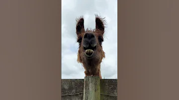 Alpaca Alpacafarm Farming Llama Lama Animal Llamalove 
