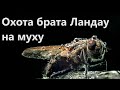 Охота брата Ландау на муху