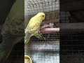 Budgerigar bajari Tote #viralvideo #tranding #budgies #cockatiel