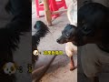 Dog 🐕 Cat lovers 😍