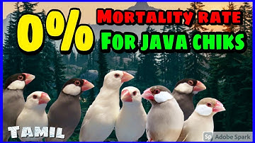 Java finches chicks caring tips in tamil | java finches breeding tips | save all chiks