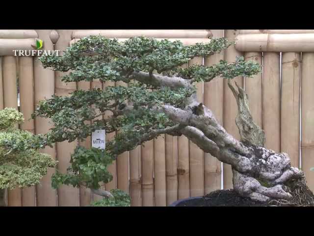 Créer un bonsai : technique et entretien