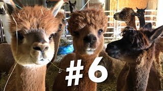 #6 ~ Top 10 Reasons Why I Chose Alpacas