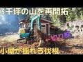 ３千坪の山を開拓　小屋が揺れる大木伐根（自然界隈）