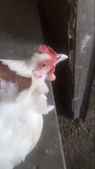 white pure desi hen