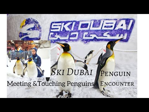 Ski Dubai & Penguin Encounter, Mall of Emirates