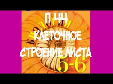 БИОЛОГИЯ 5-6 КЛАСС П 44 КЛЕТОЧНОЕ СТРОЕНИЕ ЛИСТА / УСТЬИЦЕ / ПРОВОДЯЩИЙ ПУЧОК /