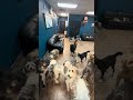 Pet Boarding in Huntingdon Valley PA — Stay &amp; Play Pet Resort