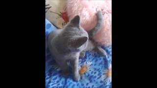 Смешное видео!Британский котёнок очень сильно любит топтать подушечку!))) Смешное видео!Британский котёнок очень сильно любит топтать подушечку!)))