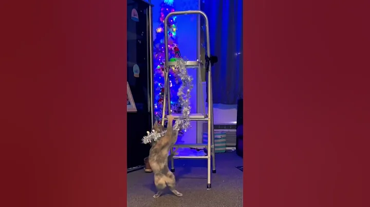 Funny Cats, Christmas 2022 #cat #shorts #funny #viralvideo #funnycats #catlover#follow #like #short