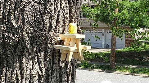 Mounting Squirrel Picnic Table with BandasPalette.com