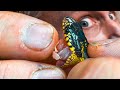 ASSIST FEEDING MY MILDLY VENOMOUS SNAKES TO SAVE THEIR LIVES!! | BRIAN BARCZYK
