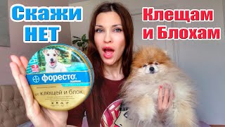 Ошейник Foresto от Клещей и Блох для животных