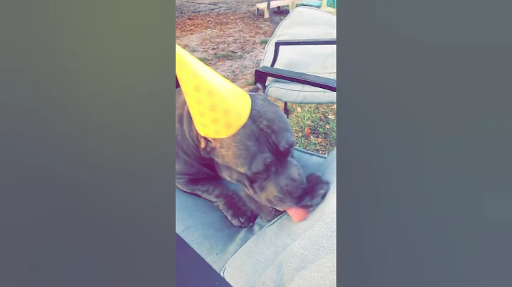 Video 10398721: baby kitten bath