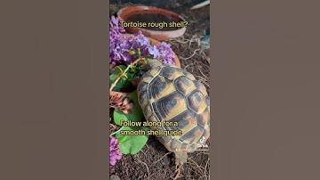 What happened to this tortoise? #naturaltortoisekeepers #tortoise #reptile #babyreptile #pyramided