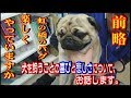 犬を飼うことの喜びと悲しみについてお話します。「前略 虹の橋に行ったパグ 、楽しくやっていますか」『おまめ日記』