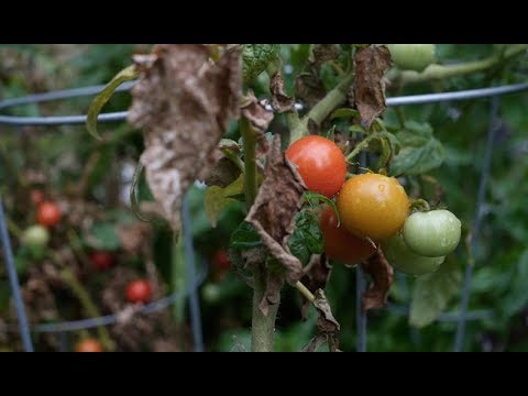 Video: Հանքափոր ցեց (20 լուսանկար). Հարավամերիկյան լոլիկ և շագանակ, լայնախոհ կաղնու և այլ տեսակներ, հսկողության միջոցառումներ ջերմոցում և բաց գետնին