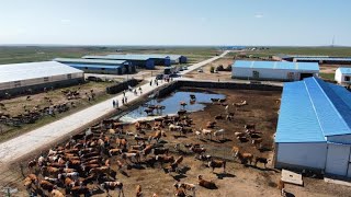 Russian  Modern Cow Farm Meat Processing Factory - Cows Farming Technology Produces Meat #Cowlife