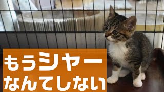 保護生活にも慣れてきたハロウィン子猫はなんにでも興味津々