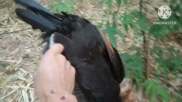 dib qaib qus tuaj zoo heev 1(1)2023