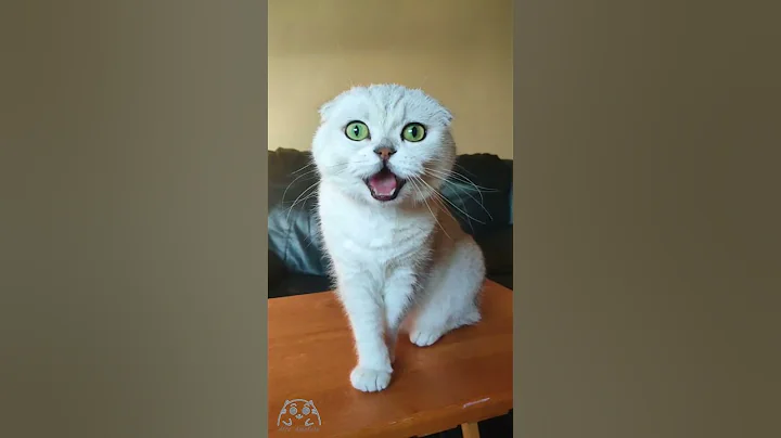 Watch the video about Scottish Fold cat talks by meowing #scottishfold #meow