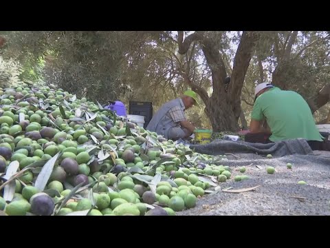 تراجع المحصول هذا العام.. مزارعون في قطاع غزة يبدؤون حصاد ثمار الزيتون 🇵🇸