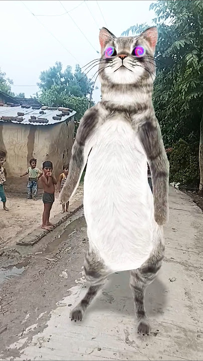 Byli ♥️boli ♥️ Meow 🙀♥️🙀♥️🙀🙀🙀🙀🙀 viral funny