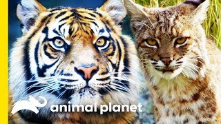 Nature via Nurture: Instincts in the Animal Kingdom | Animal Bites with Dave Salmoni