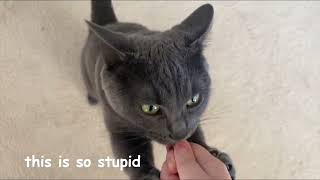 Korat Cat Hugs Your Hand While Eating Treats by Talia the Korat's Corner 1,413 views 1 year ago 2 minutes, 33 seconds