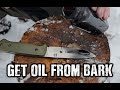 How to extract oil from birch bark  bushcraft and survival