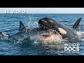 DEEP OCEAN | Exploring the Mysterious Creatures of the Abyss | Full Documentary