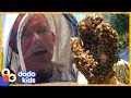 These Rescuers Love Getting Covered In...BEES! | Animal Videos | Dodo Kids