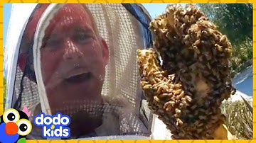 These Rescuers Love Getting Covered In...BEES! | Animal Videos | Dodo Kids