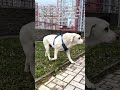 Мой любимый дед. Он очень любит людей, поэтому пожелайте ему чего нибудь хорошего))