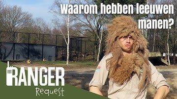 WAAROM HEBBEN LEEUWEN MANEN? | Ranger Request