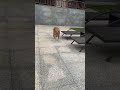 This dog is useless to me. Tell me which dog you like and which one.😍#shortsfeed #youtubeshorts #dog