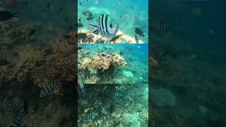 Snorkeling bersama ikan dan terumbu karang yang indah #snorkeling #trip #karimun #karimunjawa