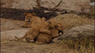 미운 네살?? 노!! 미친 한달 박이 아기 사자!!! [아프리카 사파리 플러스⁺] 155