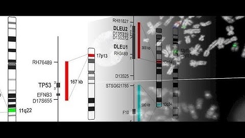 An Introduction to MetaSystems Probes