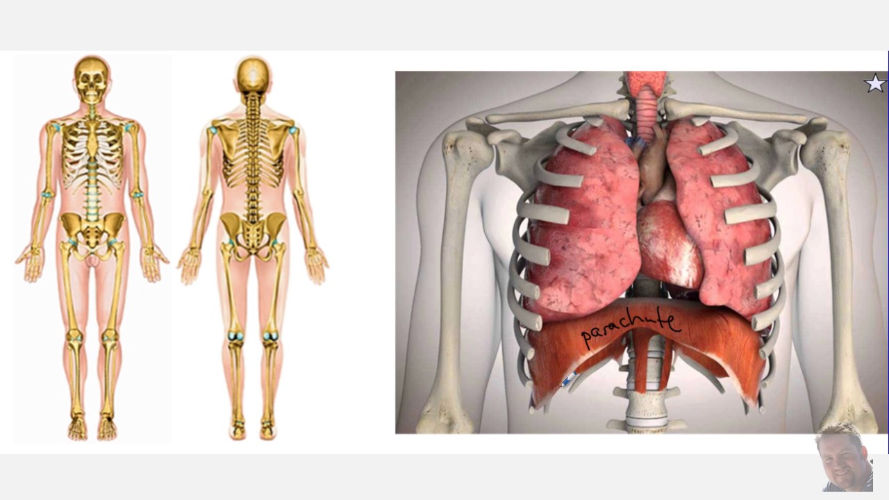 Respiration respiratoire de l'anatomie pulmonaire' Ours en peluche