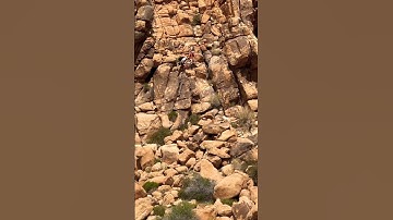 Rock  Scrambling in Joshua Tree National Park 🧗‍♀️🪨🌵