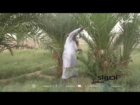 بلح مارب: كنز زراعي يواجه تحديات الدعم والتوعية