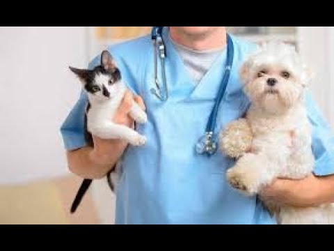 Video: Acepromazina - Lista De Medicamentos Y Recetas Para Mascotas, Perros Y Gatos