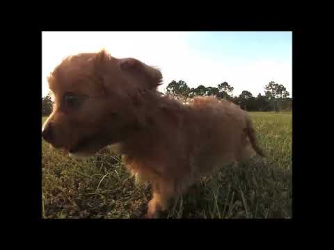 Cavapoo puppies for sale in Florida - Tampa - Miami - St ...