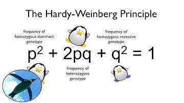 Hardy Weinberg Equilibrium Model