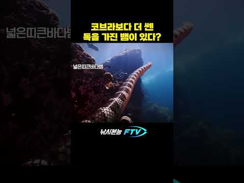 코브라보다 강력한 독을 가진 뱀 #shorts