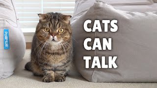 Did You Know Cats Can Talk? | Kittisaurus Villains