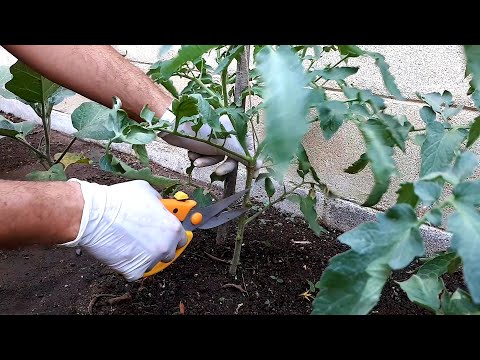 فيديو: ما هي طماطم Heatmaster - معلومات حول Heatmaster Tomatoes